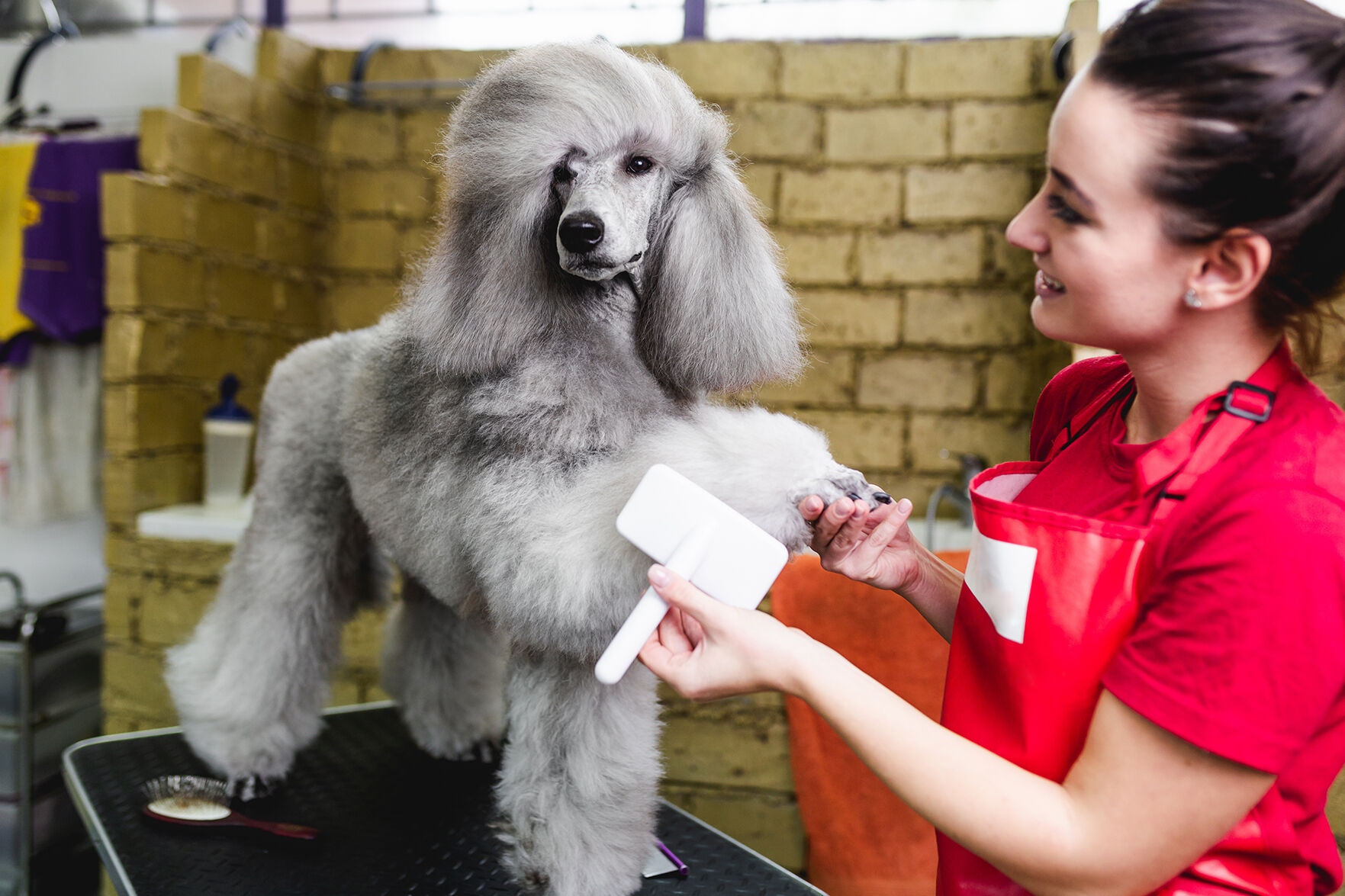 Groomer brushing standard gray poodle at grooming salon.
